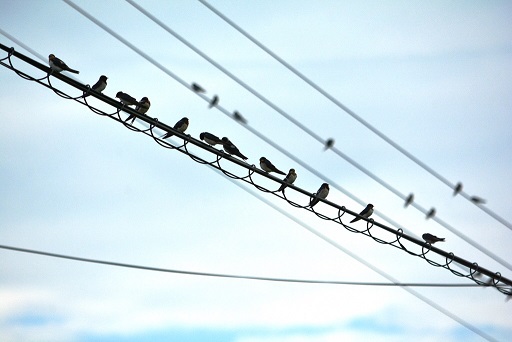 写真:電線のツバメ