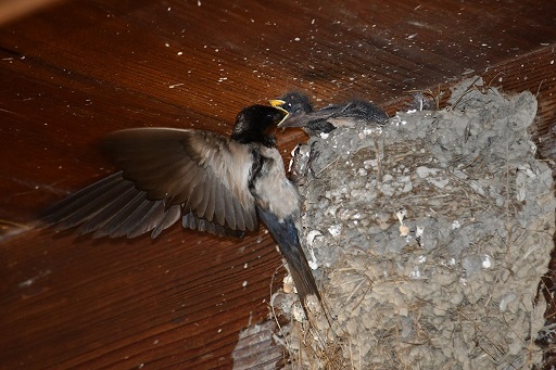 写真:ツバメの親鳥の餌やり