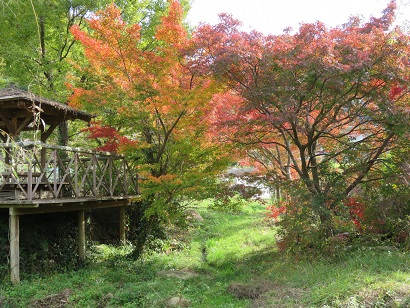 写真:紅葉