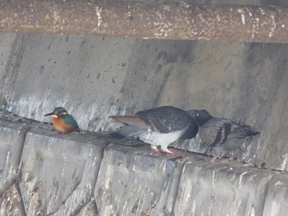 写真：カワセミとハト