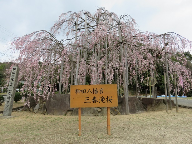 写真：枝垂桜