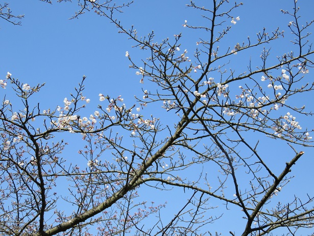 写真：王子ケ岳の神大桜1
