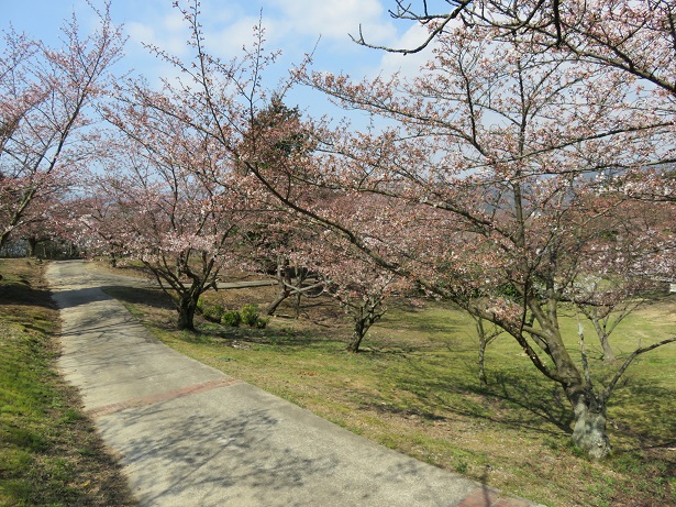 写真：王子ケ岳の神大桜2
