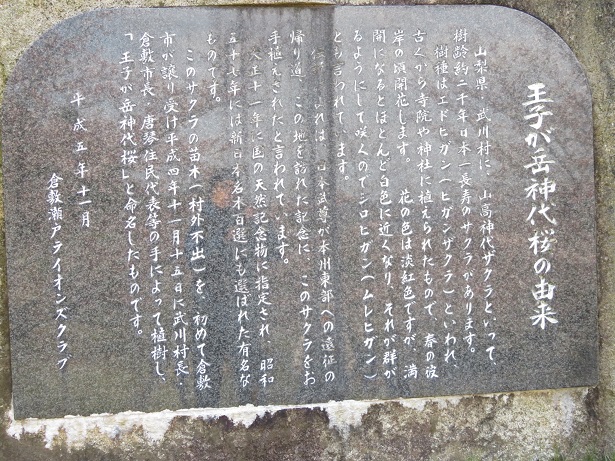 写真：王子ケ岳の神大桜の記念碑
