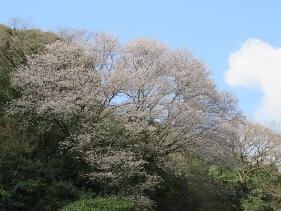 写真：尾原の大桜1