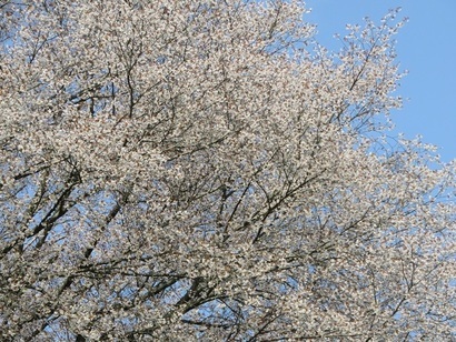 写真：尾原の大桜2