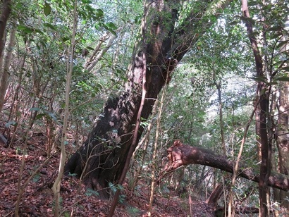 写真：折れた木の枝
