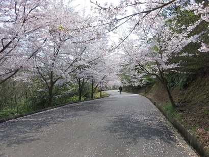 写真：ふれあいの森の桜並木1