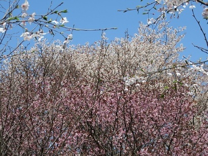 写真：ふれあいの森の桜並木2