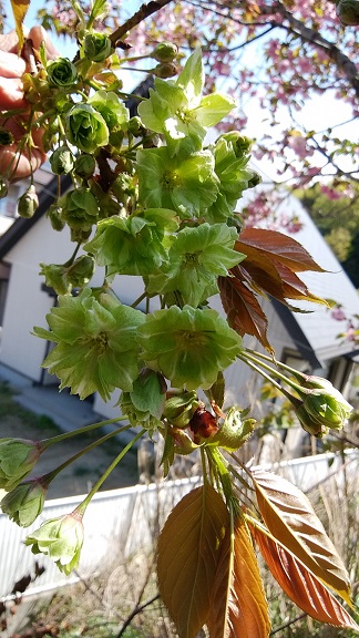 写真：緑の八重桜