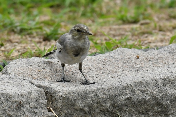 写真:ハクセキレイの幼鳥1