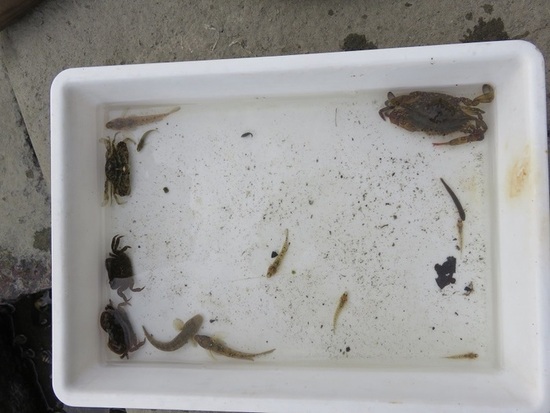 写真:干潟で採取した生き物