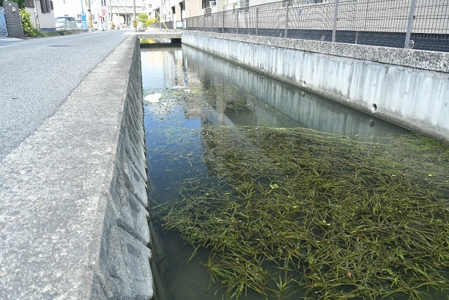 写真：藻
