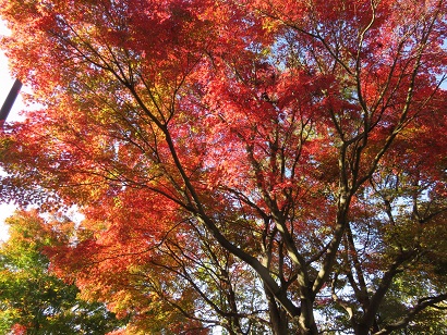 写真：中山公園の紅葉2
