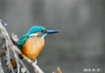 写真：カワセミ