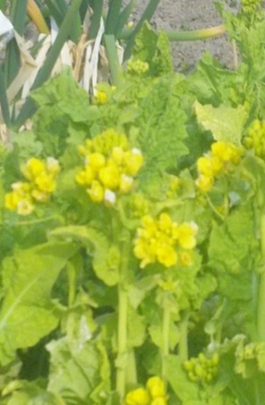 写真：菜の花