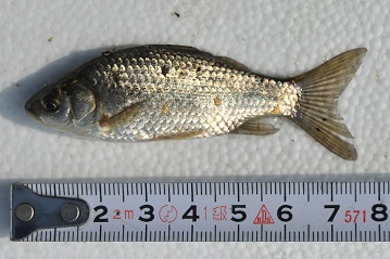 写真:用水路の魚2