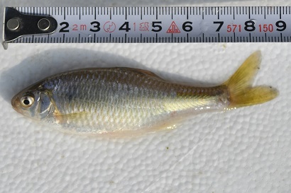 写真:用水路の魚3