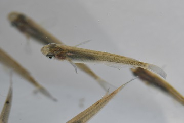 写真:用水路の魚1