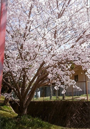 写真：桜3