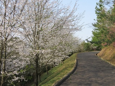 写真:桜1