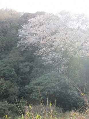 写真:桜2
