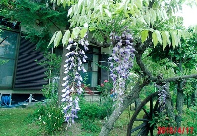 写真:春の花2
