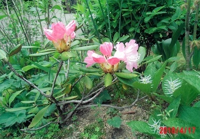 写真:春の花