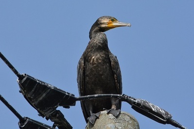写真:鳥4