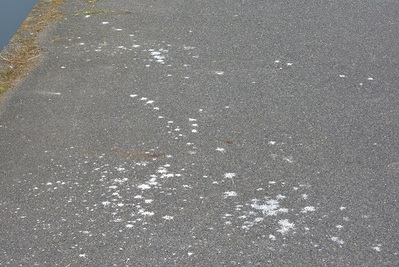 写真:道路に落ちた鳥のフン