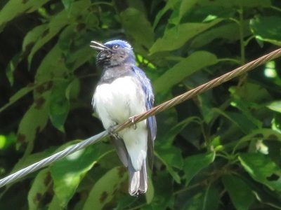 写真:鳥2