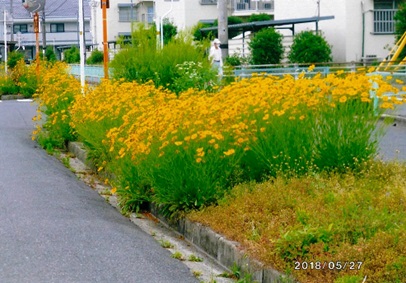 写真：オオキンケイギク1