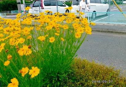 写真：オオキンケイギク2