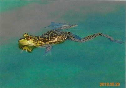写真：ウシガエル1