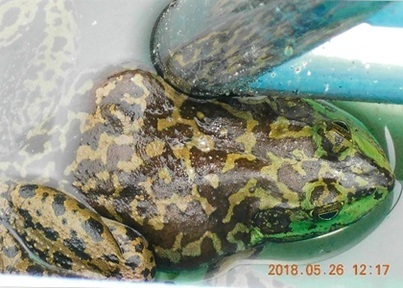 写真：ウシガエル2