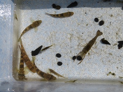 写真：汽水域の魚類
