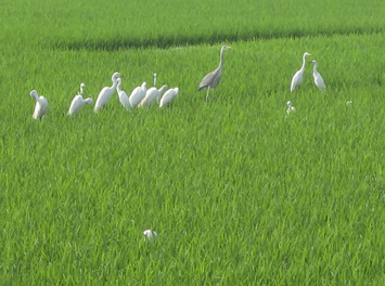 写真：水鳥