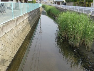 写真:川2