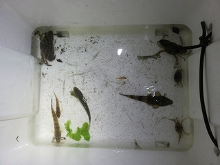 写真:水生生物1