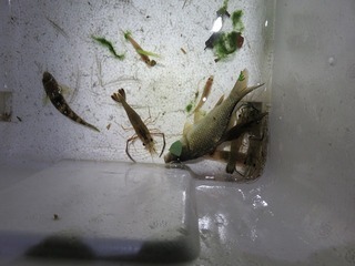 写真:水生生物2
