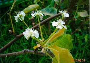 写真：ナシの花