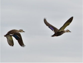写真：飛んでいるカルガモ