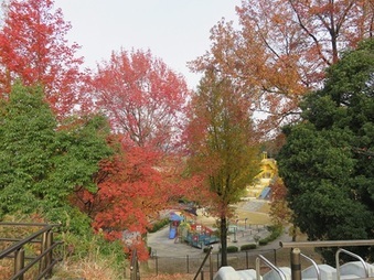 写真：紅葉1