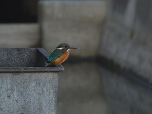 写真：カワセミ