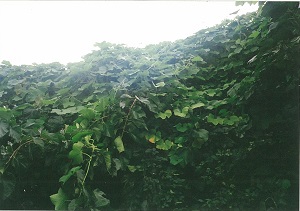 写真:アレチウリ
