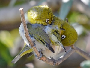 写真：2匹のメジロ