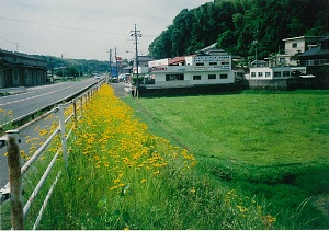写真:オオキンケイギク2
