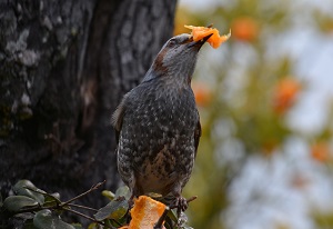 写真：ヒヨドリ2