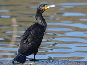 写真：水鳥4