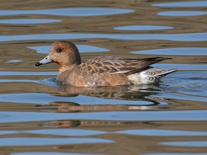 写真：水鳥5